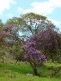 /album/fotogaleria/flora-juninense-jpg/